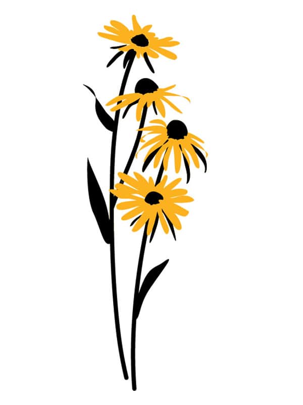 Black Eyed Susan