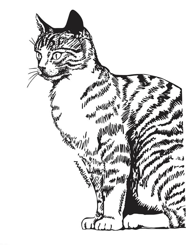 Cat Tail