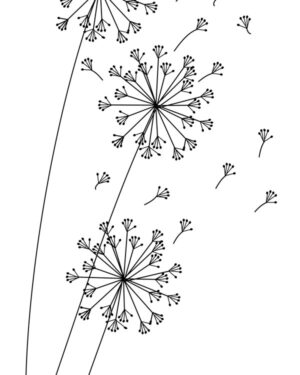 Dandelion