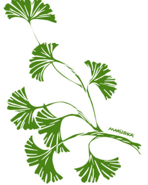 Ginko