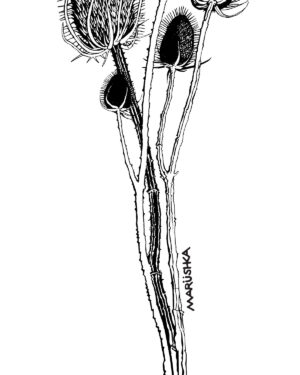 Teasel